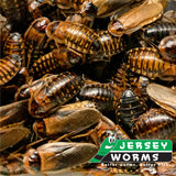 Adult Dubia Roaches | Colony Starter Kits - Free Shipping