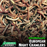 European Night Crawlers | Free Shipping