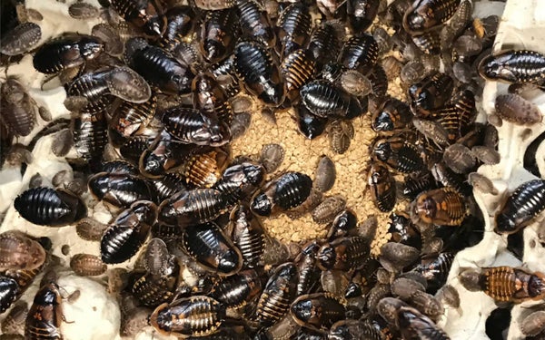 ROACHES FOR SALE