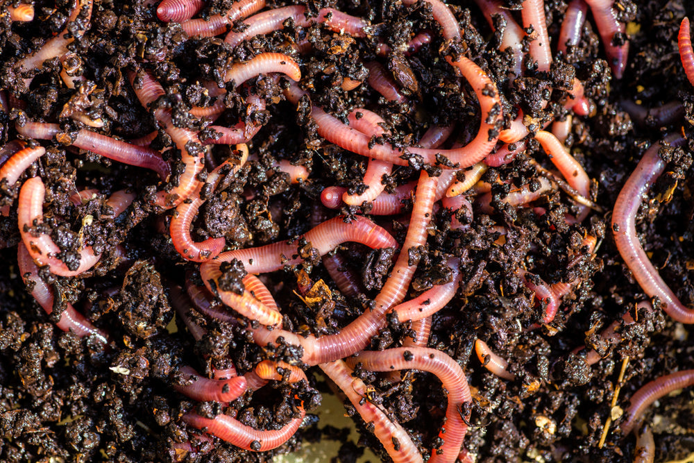 EARTH WORMS