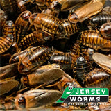 How to breed dubia roaches