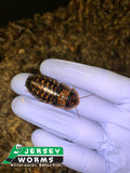 Adult Female dubia roach