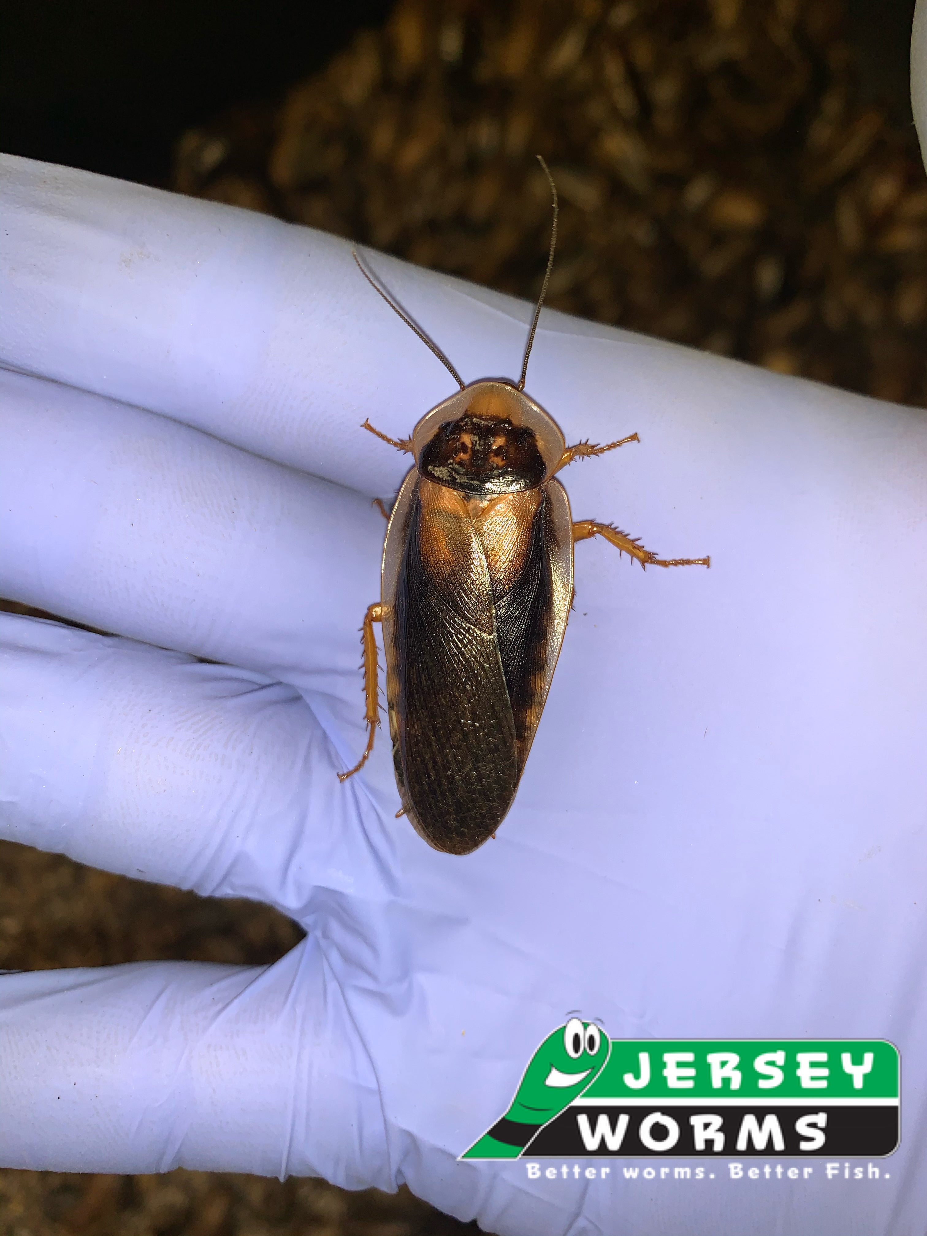 Adult Male Dubia roaches for sale