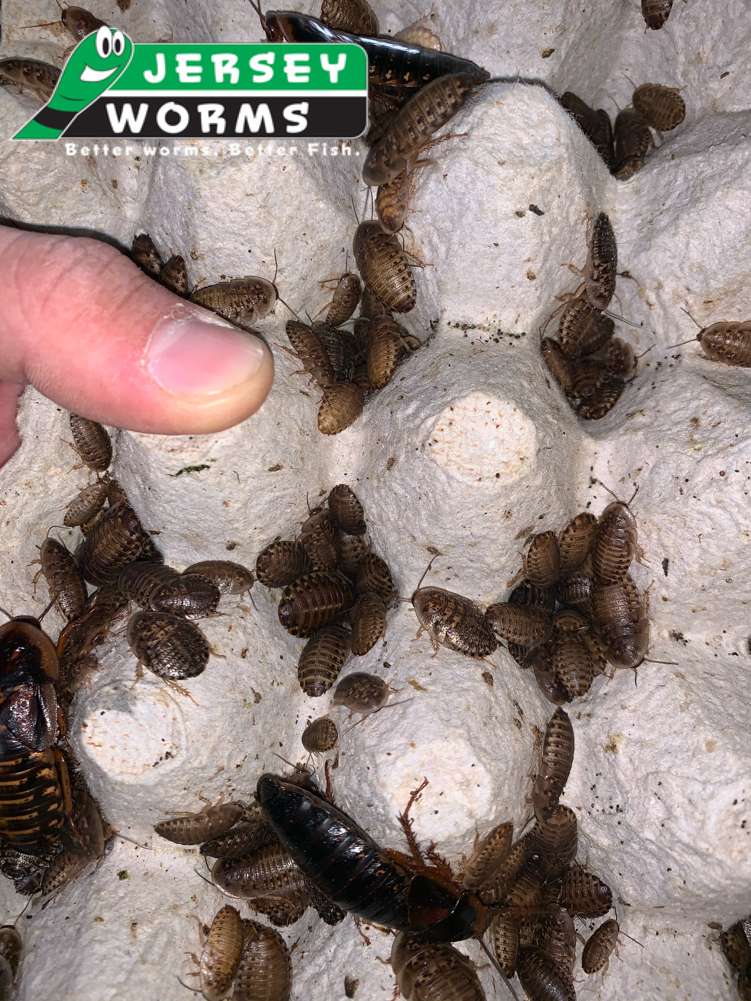 Dubia Roaches on Egg Crate/Flatt 
