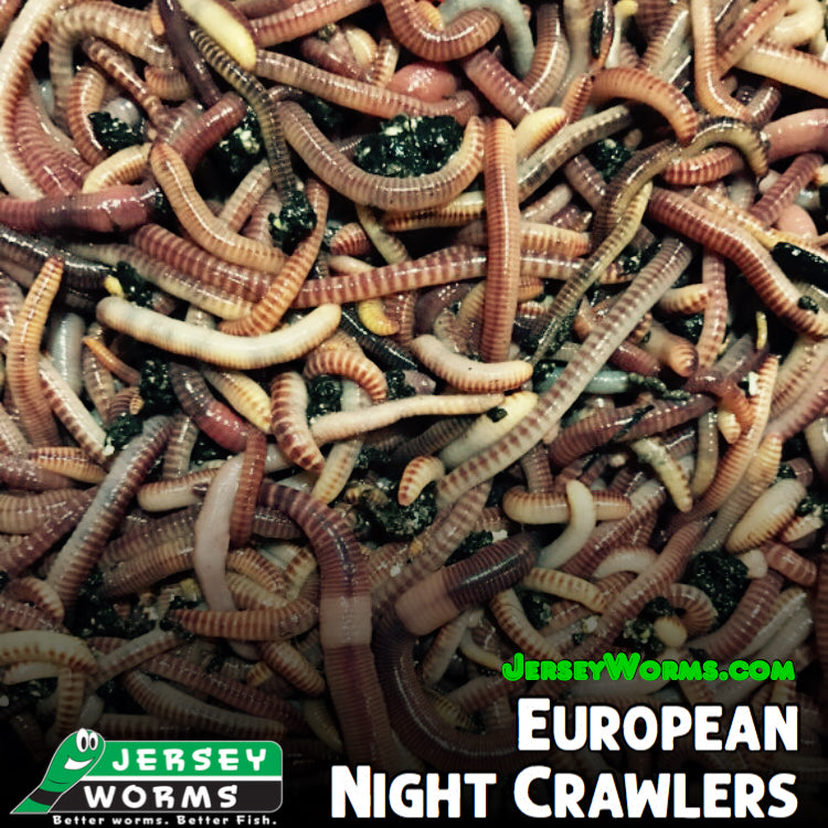 European Night Crawlers  Free Shipping – Jersey Worms