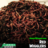 Red Wigglers for sale - Jersey Worms