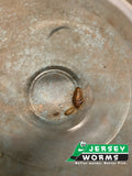 Size Guide for Small, Medium and Large Dubia Roaches for Sale