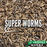 Superworms for Sale
