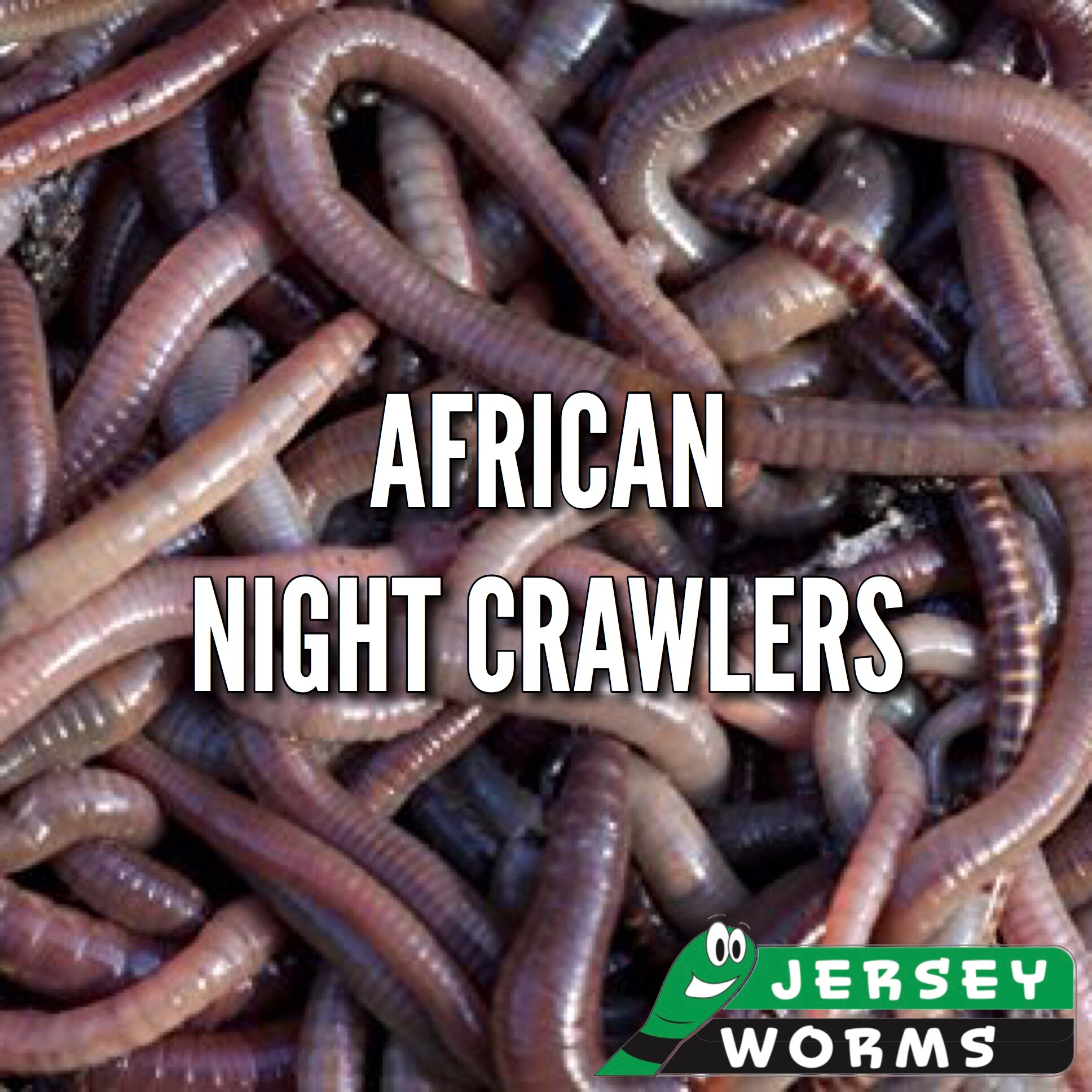 African Night Crawlers  Worms for Composting – Jersey Worms
