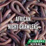 African Night Crawlers | Worms for Composting