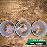 Superworms for Sale