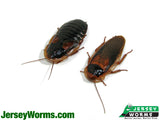 Adult Dubia Roaches for Sale - Jersey Worms